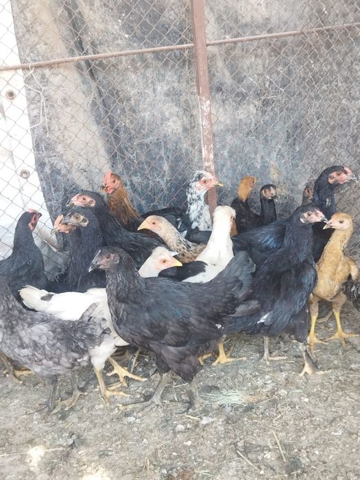 Продам куры домашние