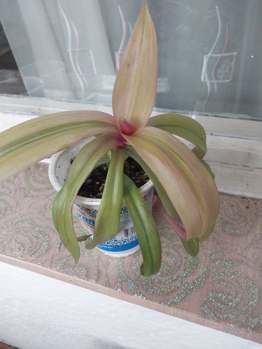 Комнатные цветы.