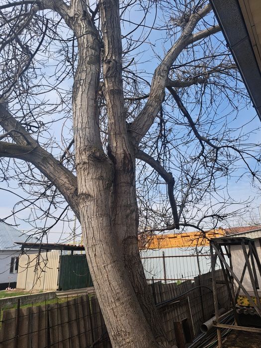 Дерево Ореховое бесплатно