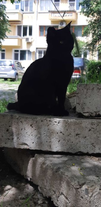 Мила и гушкаща  женска черна котка!