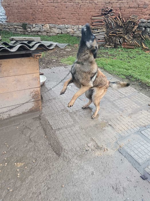 Белгийска овчарка