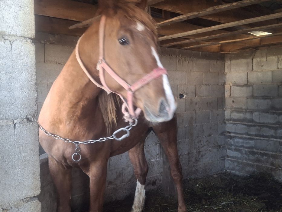 Пподам жеребец 4годика