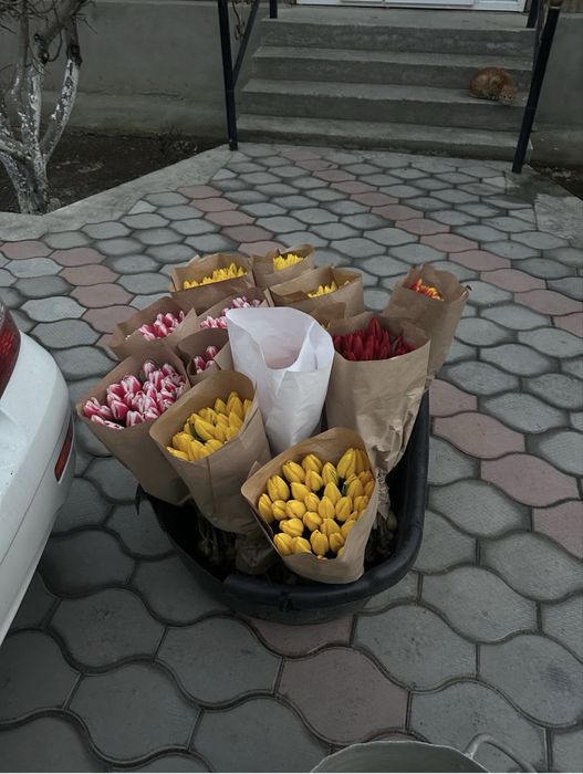 Свежие тюльпаны разных цветов