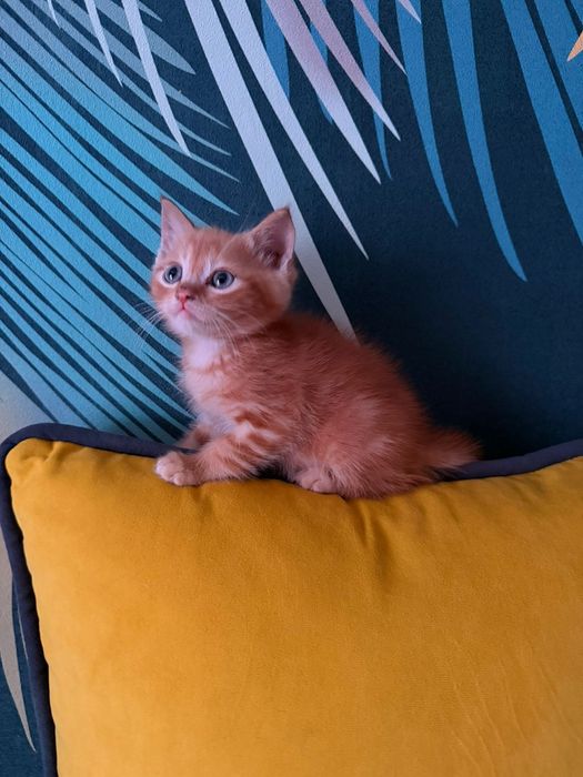 Котята в хорошие руки.