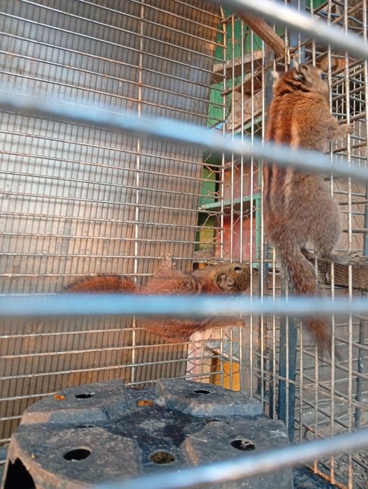 Veverita siberiana vand sau schimb