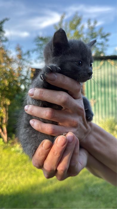 Отдам котенка бесплатно