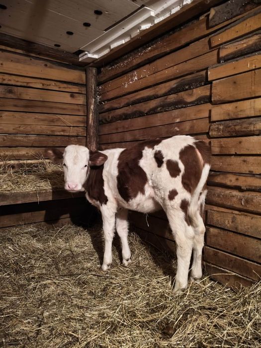 Vând o vitea bălțată românească