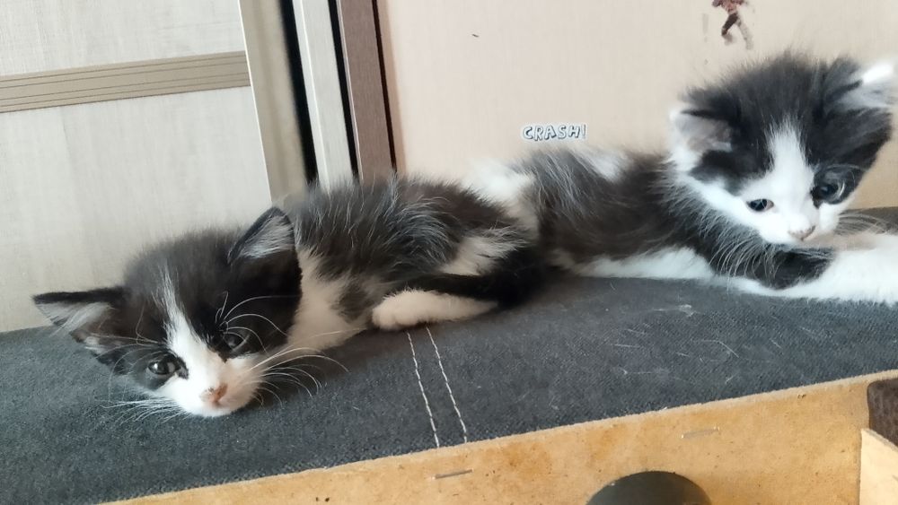 Котята бесплатно