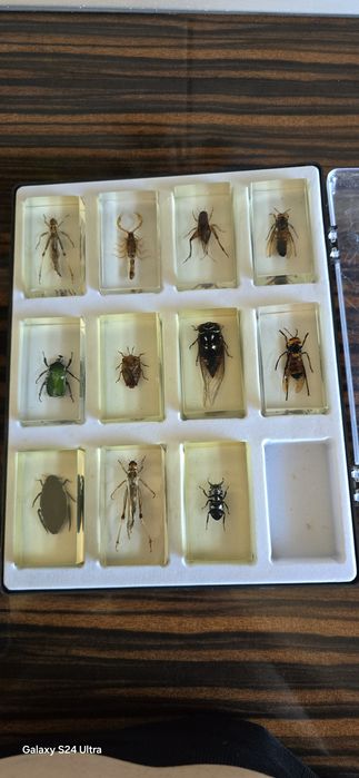 Insecte în rășină Deagostini