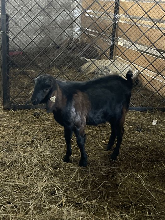 Țăpișor Anglo Nubian