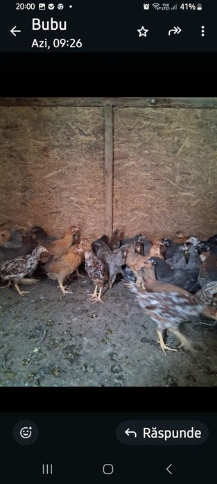 Puicuțe ouătoare  de vânzare