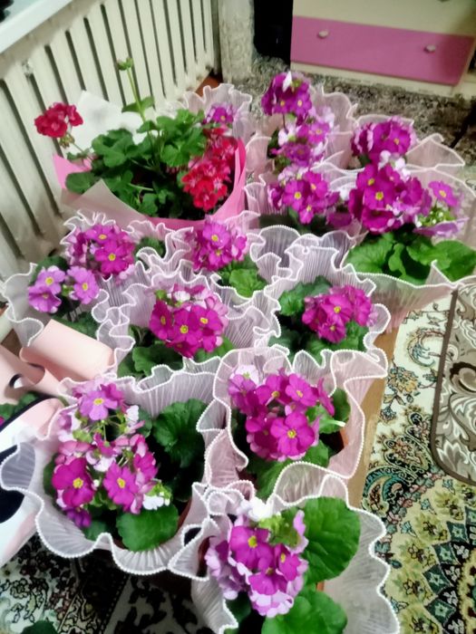 Комнатные цветы очень красивые