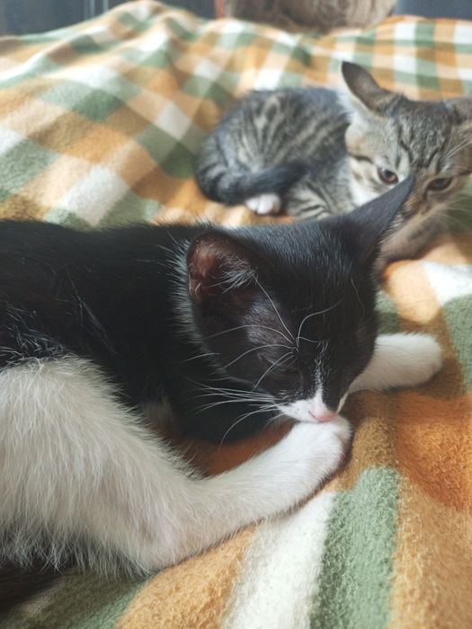 Отдам котят в добрые руки !