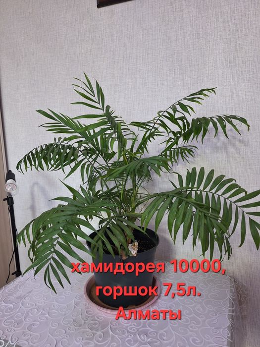 Хамидорея для дома и офиса