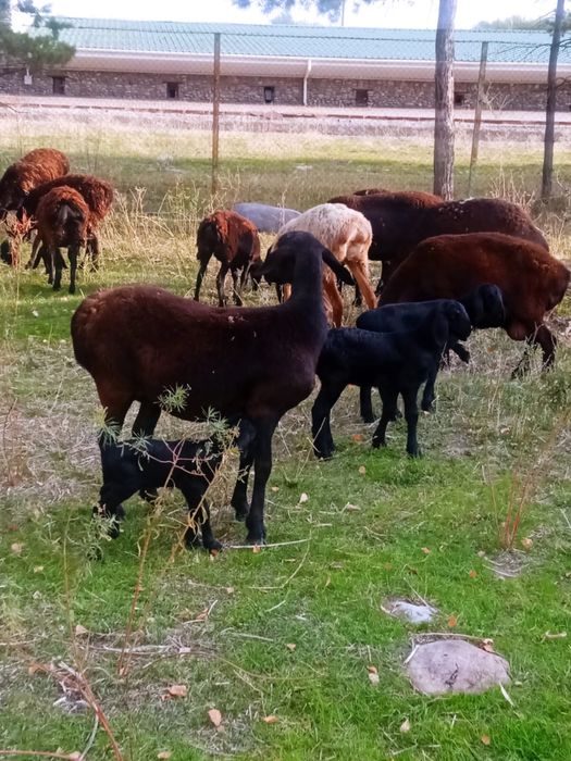 Продам баранов