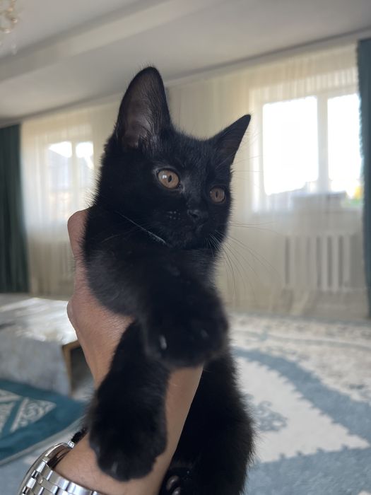 Отдам котенка мальчик