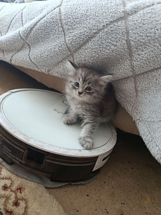 Отдам 2 ух котят срочно)