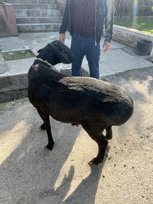 Kalla pocha, tirik qo’ylar