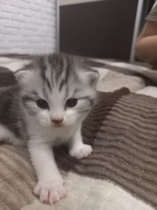 Породистые  котята  Британцы