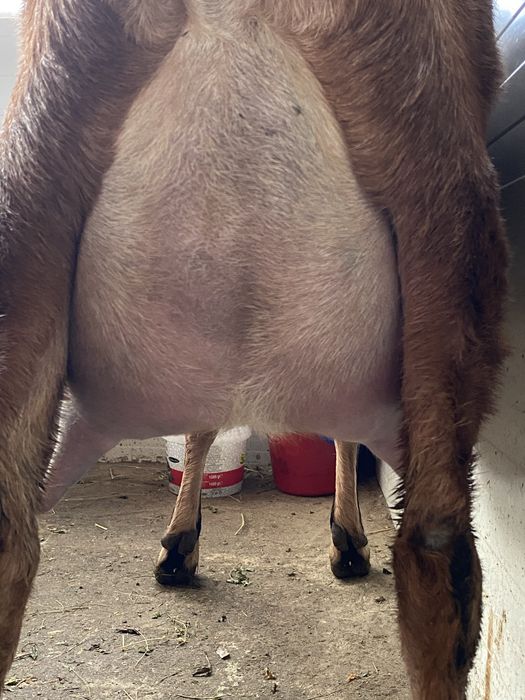 Lapte proaspat de capra