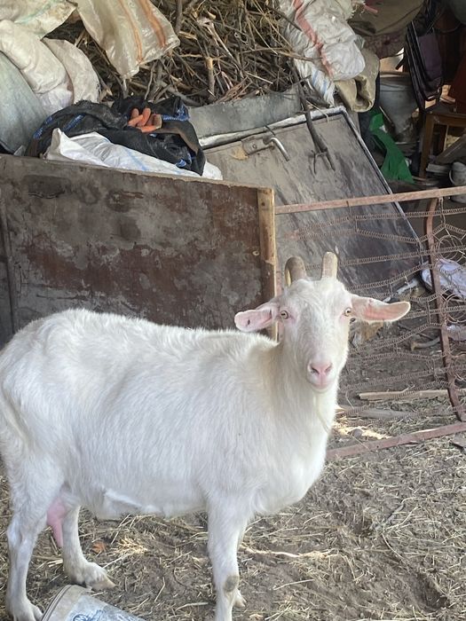 ешкі лағымен бірге