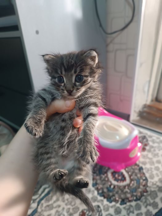 Мушукча, котёнок
