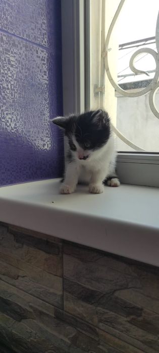 Забавные домашние котята