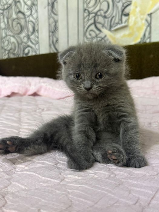 Продам котят бриташки