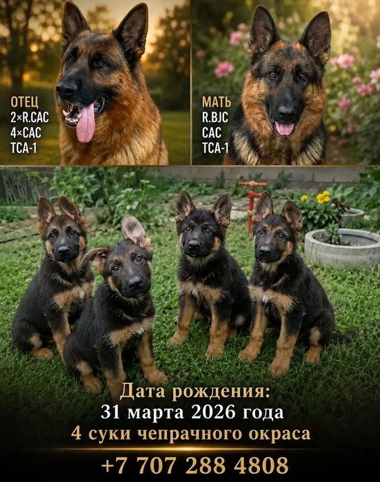 Щенки Немецкой Овчарки