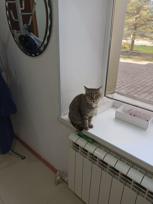 Отдам в добрые руки кошечку 3 года