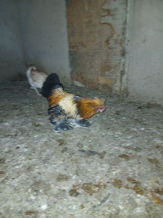 Продам карликовый петух лохматый