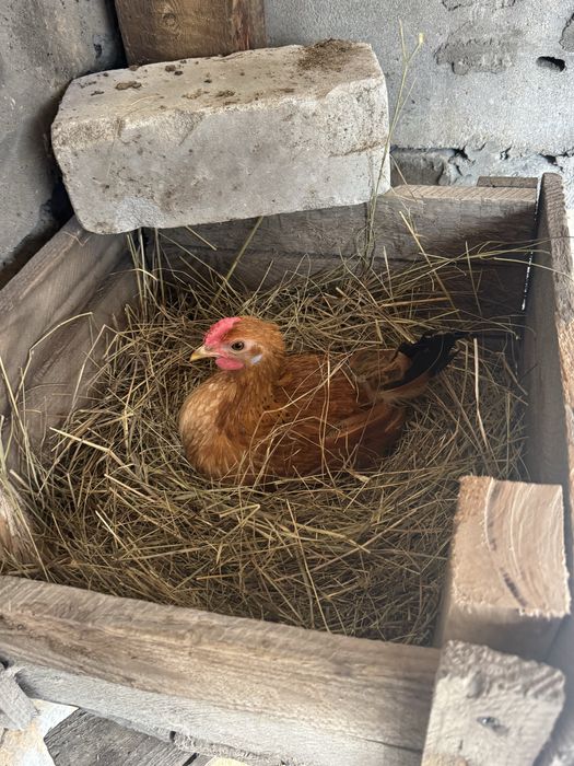 Продам птицы кур