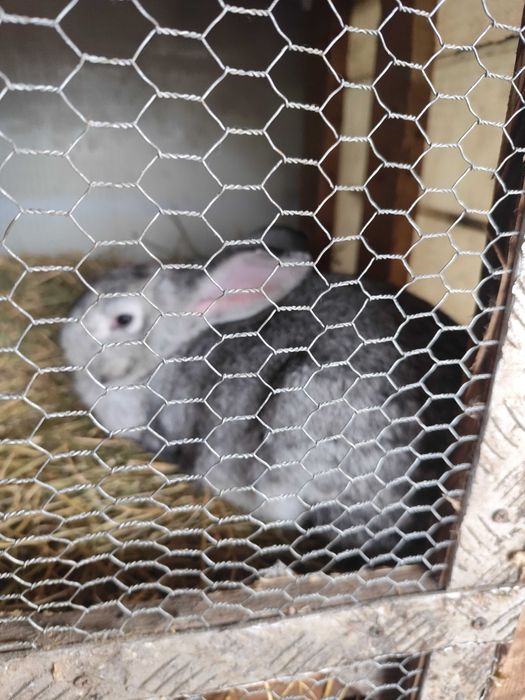 Iepuri mari Calitate