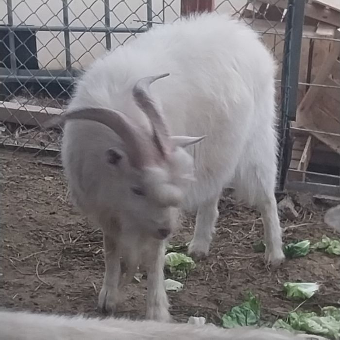 Срочно продам зааненская коза