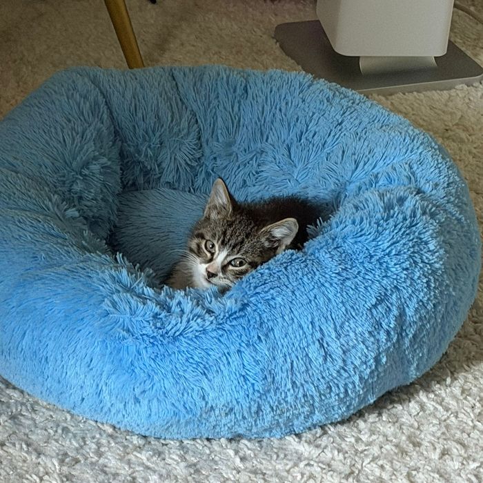 Отдам котеночка в хорошие руки ,