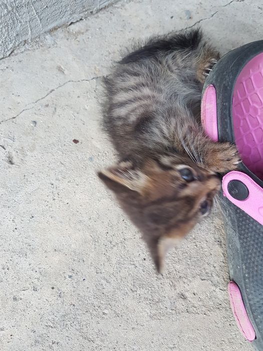Подарявам малки котета