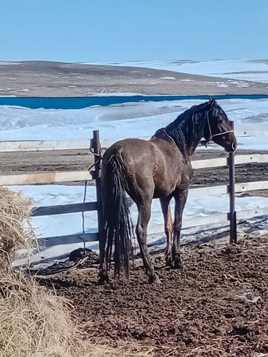 Жылқы обмен, жүйрік