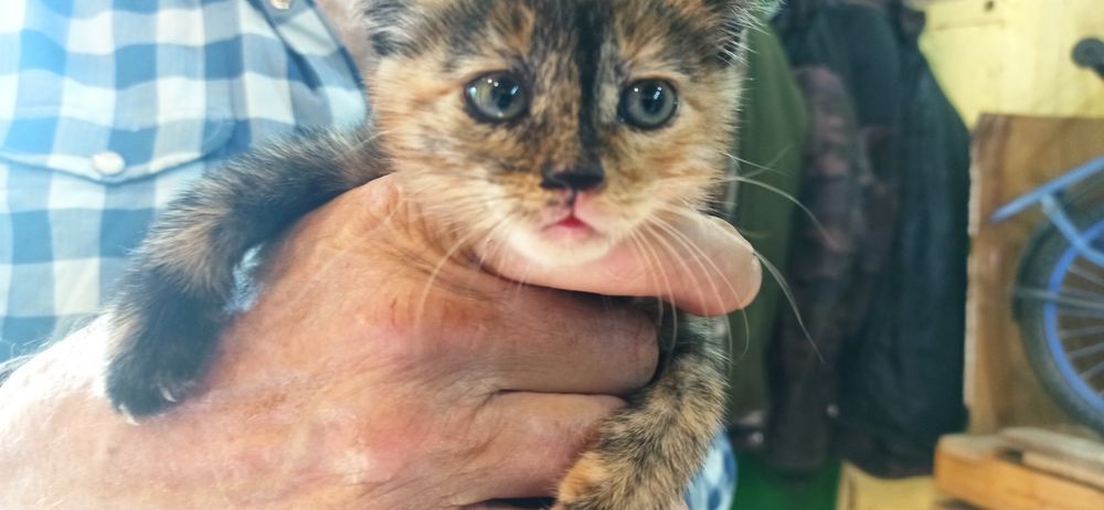 Котята 3 месяца 5шт