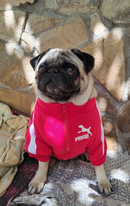 Продаются  щенки мопса