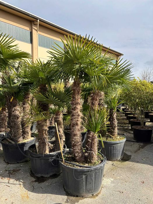Plante Decorative pentru Amenajări Exterioare Elegante