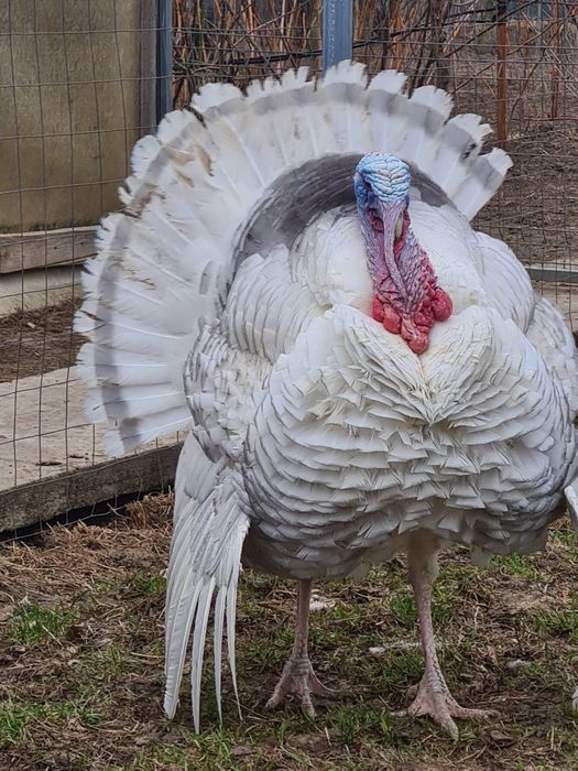 Curci Royal Palm Albastru