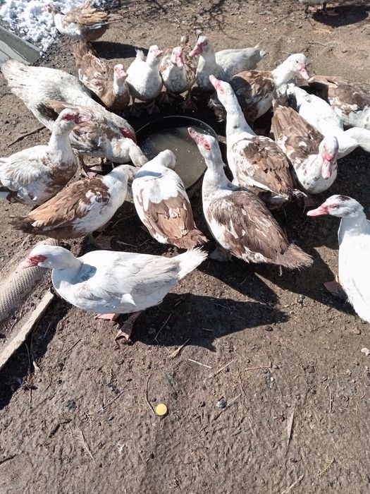 Продам молодых индоуток.