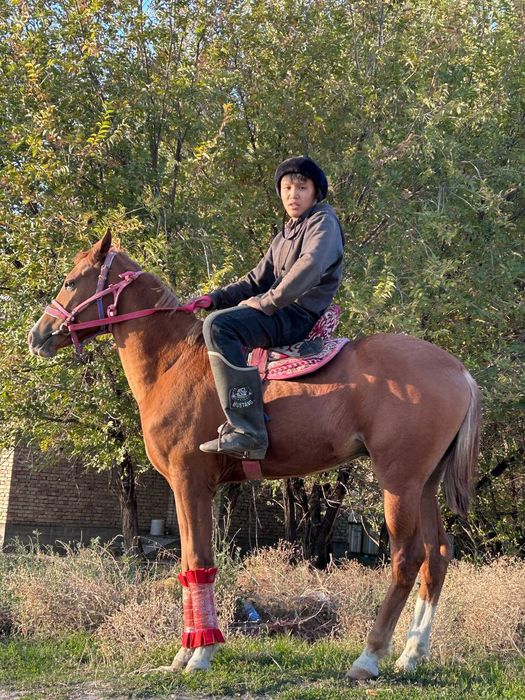 Таза  қанды  тай.