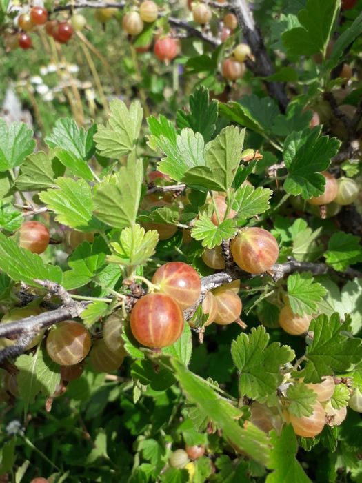 Дачная продукция