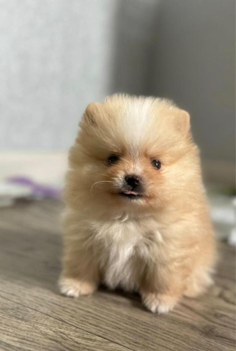 Шпицы разного окраса девочки и мальчики !!!