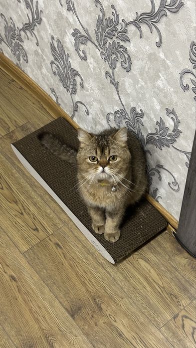Скоттиш страйт сотилади