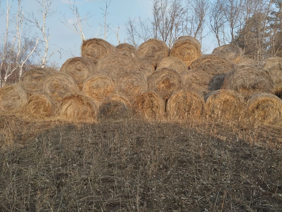 Продам сено в рулонах