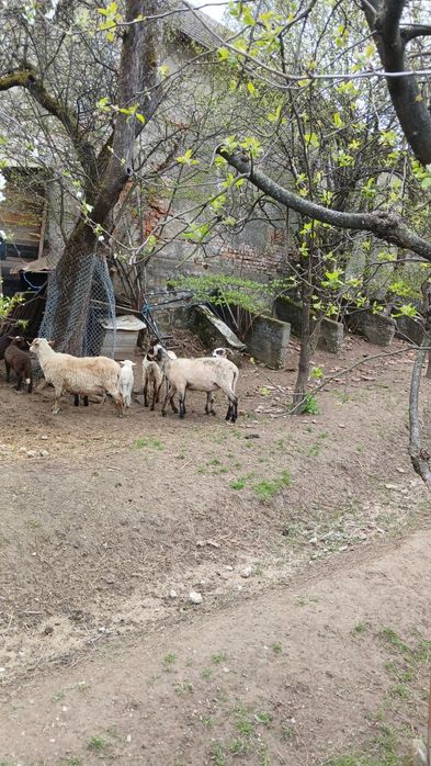 De vânzare berbec țurcan