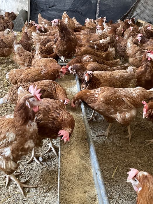 Gaini rosii ouatoare Isa Brown, Coarnele Caprei!