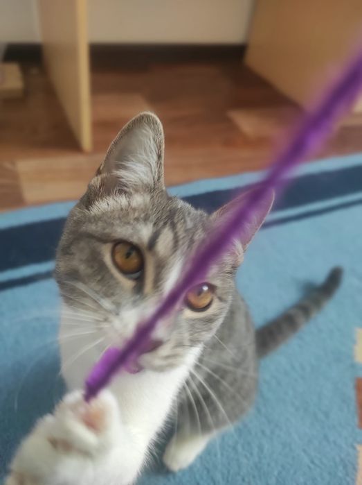 Кошка 3-4 месяца